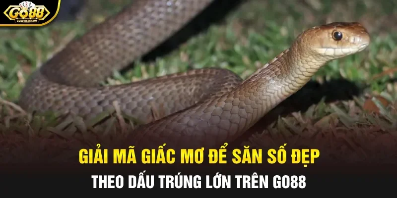 Giải mã giấc mơ